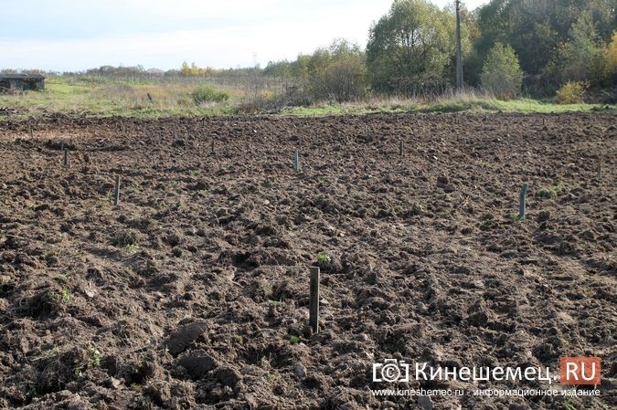 В День рождения маршала Василевского в Кинешемском районе высадили 1000 кедров фото 34