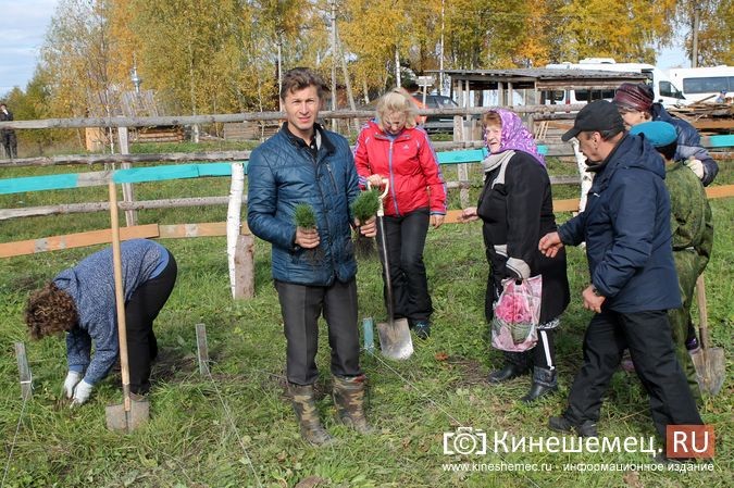 В День рождения маршала Василевского в Кинешемском районе высадили 1000 кедров фото 26
