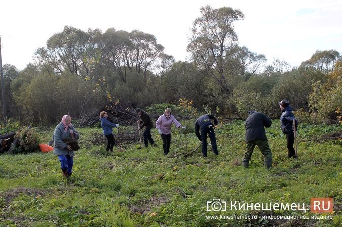 В День рождения маршала Василевского в Кинешемском районе высадили 1000 кедров фото 19