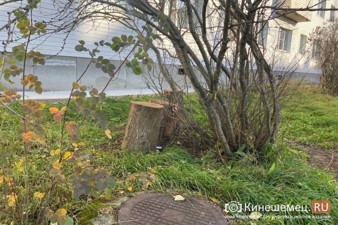 Жителей с ул.Б.Кустодиева мэрия полгода «кормит обещаниями» убрать распиленные деревья фото 7