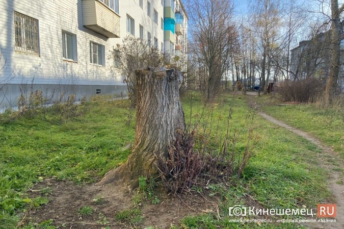 Жителей с ул.Б.Кустодиева мэрия полгода «кормит обещаниями» убрать распиленные деревья фото 6