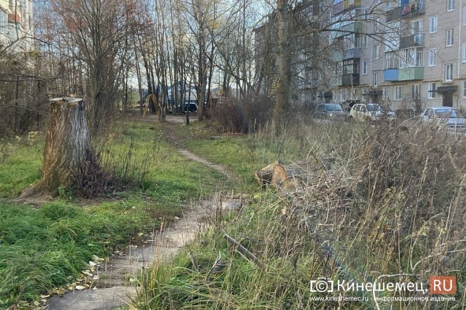 Жителей с ул.Б.Кустодиева мэрия полгода «кормит обещаниями» убрать распиленные деревья фото 2