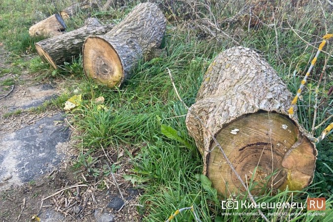 Жителей с ул.Б.Кустодиева мэрия полгода «кормит обещаниями» убрать распиленные деревья фото 10