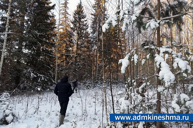 Коммунальщики Кинешмы выбрали в лесу главную новогоднюю елку фото 2