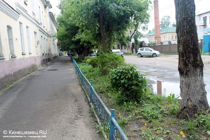 Деревья на улице Советской в Кинешме решили вырубить фото 5