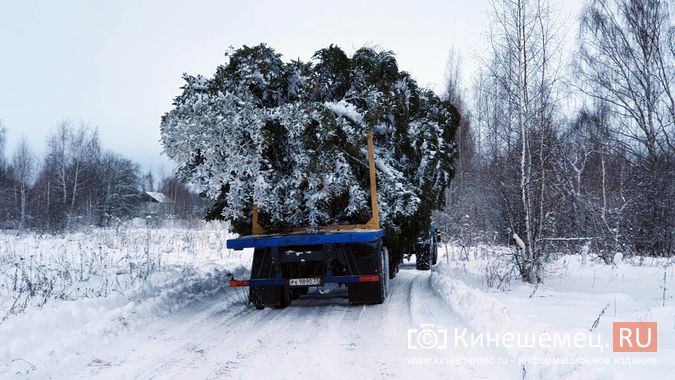Из леса вывезли главную новогоднюю елку Кинешмы фото 2