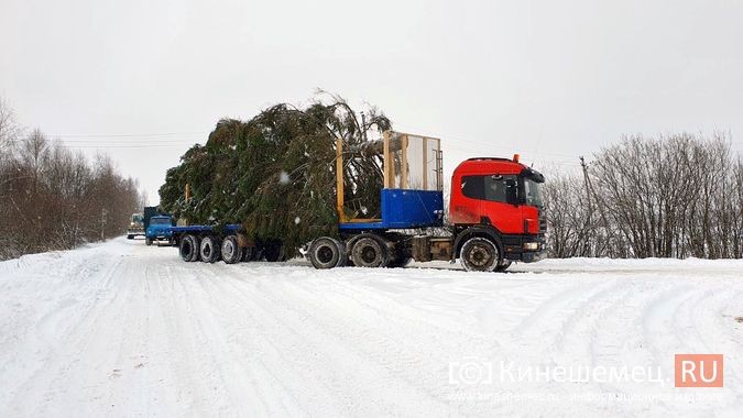 Из леса вывезли главную новогоднюю елку Кинешмы фото 4