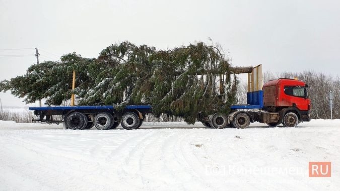Из леса вывезли главную новогоднюю елку Кинешмы фото 3