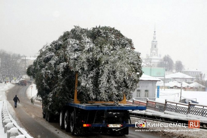 Доставлять главную новогоднюю елку УГХ Кинешмы пришлось в сложных условиях фото 8