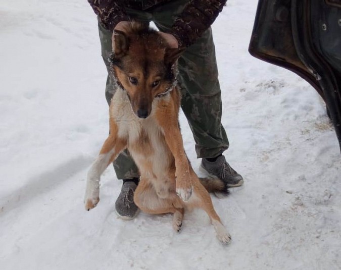 В Заволжске начали отлов бесхозяйных собак фото 4