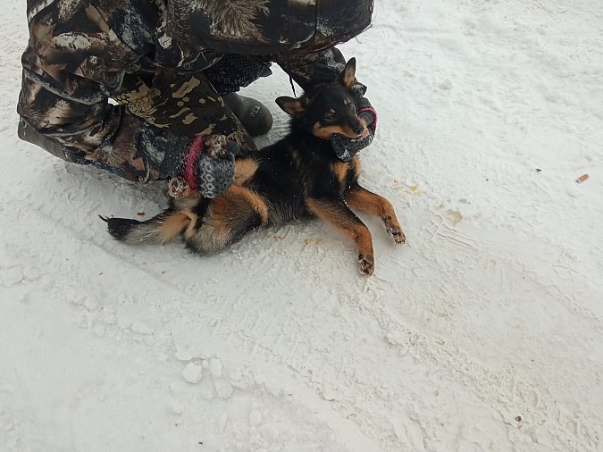 В Заволжске начали отлов бесхозяйных собак фото 2