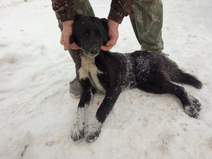 В Заволжске начали отлов бесхозяйных собак фото 3