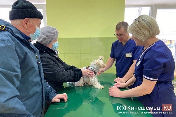 В Кинешме торжественно открылась ветеринарная клиника «Нюра и Той» фото 6