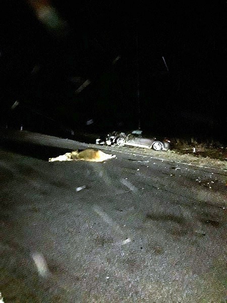 В Ивановской области водитель сбил лося и вылетел на встречку в иномарку фото 2