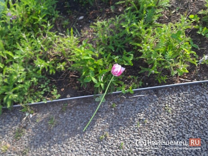 В Кинешме разыскивают вандалов оборвавших тюльпаны в Молодежном сквере фото 4