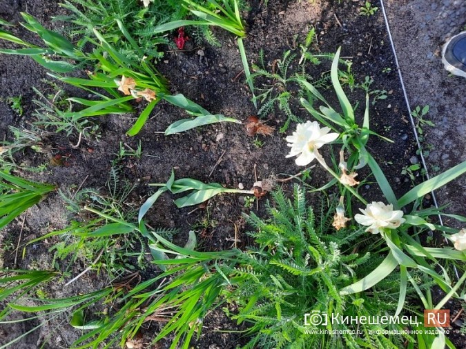 В Кинешме разыскивают вандалов оборвавших тюльпаны в Молодежном сквере фото 3