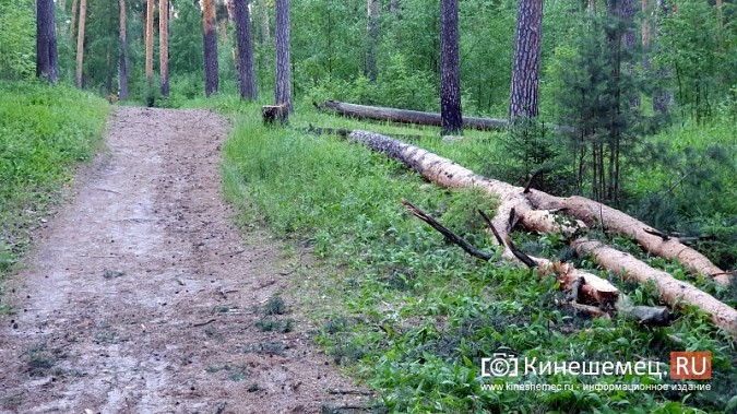 В Кинешемском бору продолжается строительство лыжероллерной трассы фото 23