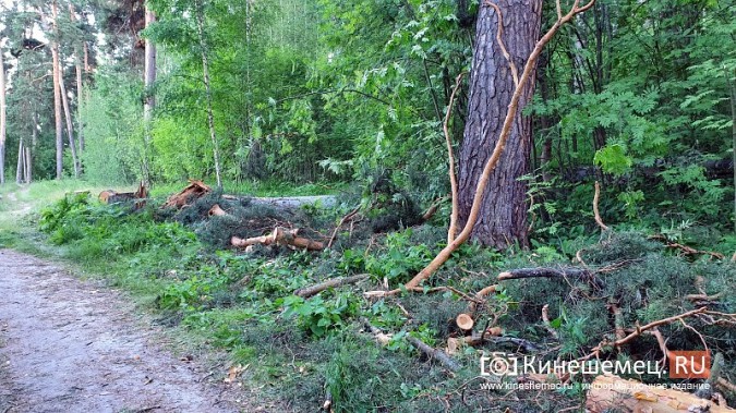 В Кинешемском бору продолжается строительство лыжероллерной трассы фото 10