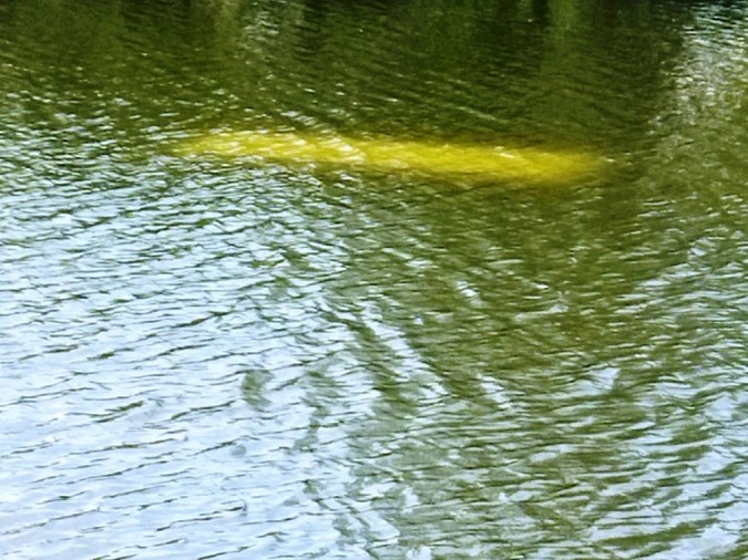 Под Шуей спасатели доставали из пруда «УАЗ Патриот» фото 4