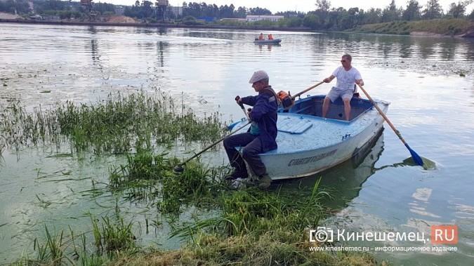 Триммером с лодки: Кинешемку освобождают от зарослей в преддверии Чемпионата России фото 2