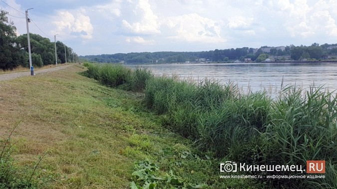 Триммером с лодки: Кинешемку освобождают от зарослей в преддверии Чемпионата России фото 10
