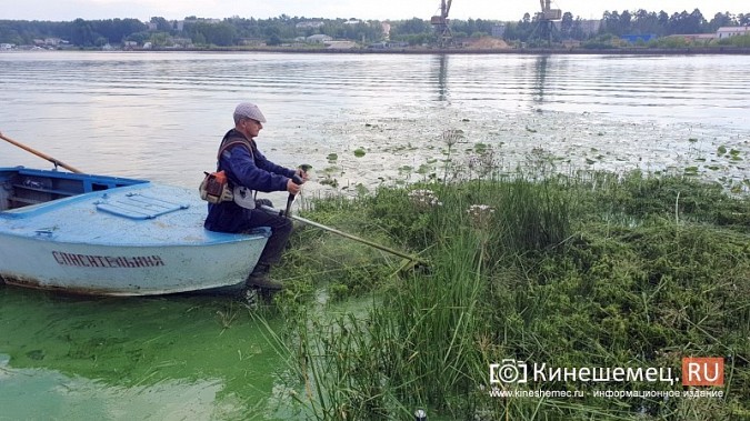 Триммером с лодки: Кинешемку освобождают от зарослей в преддверии Чемпионата России фото 5
