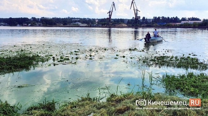 Триммером с лодки: Кинешемку освобождают от зарослей в преддверии Чемпионата России фото 3