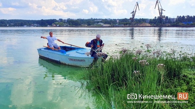 Триммером с лодки: Кинешемку освобождают от зарослей в преддверии Чемпионата России фото 4