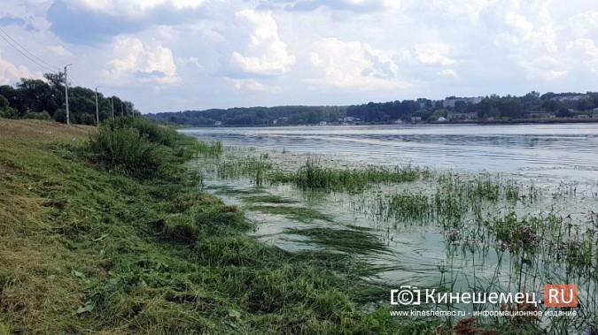 Триммером с лодки: Кинешемку освобождают от зарослей в преддверии Чемпионата России фото 9