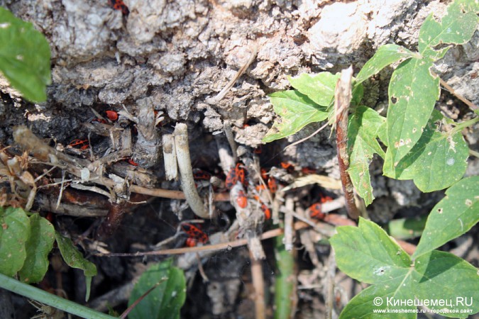 Кинешму атаковали чёрно-красные жуки фото 2