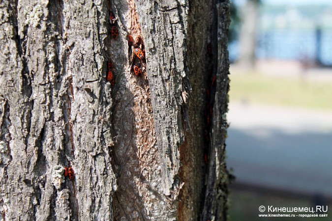 Кинешму атаковали чёрно-красные жуки фото 4