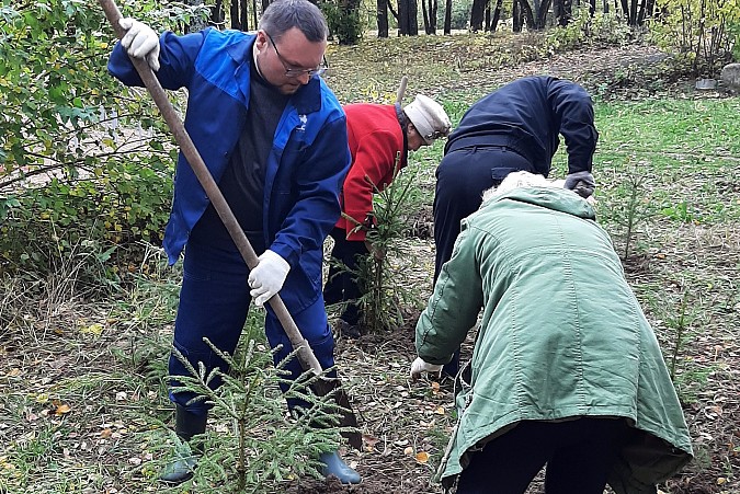 В сквере на пересечении ул.Правды – Менделеева высадили хвойную аллею фото 4