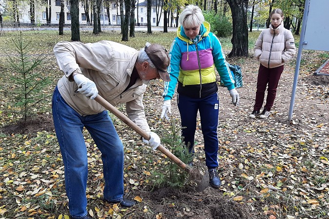 В сквере на пересечении ул.Правды – Менделеева высадили хвойную аллею фото 2