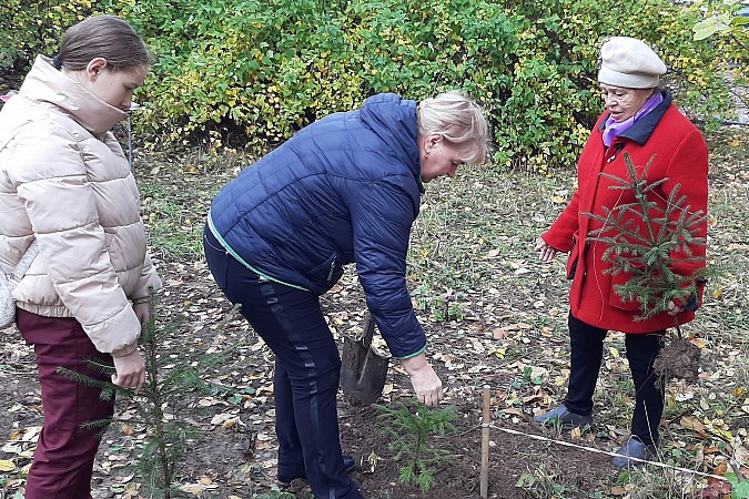 В сквере на пересечении ул.Правды – Менделеева высадили хвойную аллею фото 3