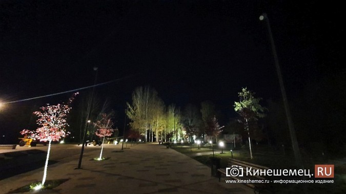 На входе в центральный парк Кинешмы начали погибать декоративные яблони фото 6