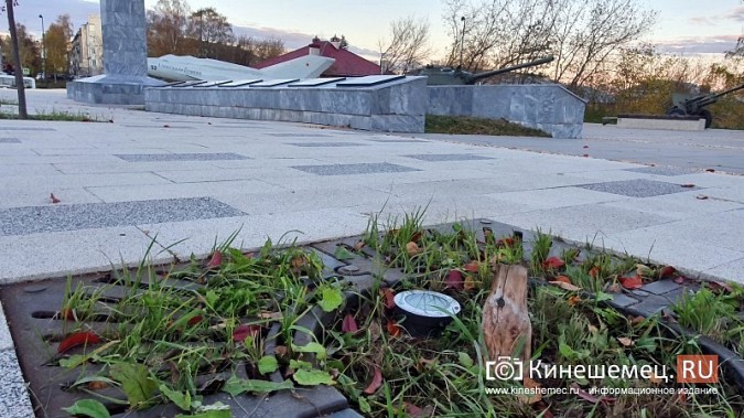 На входе в центральный парк Кинешмы начали погибать декоративные яблони фото 4