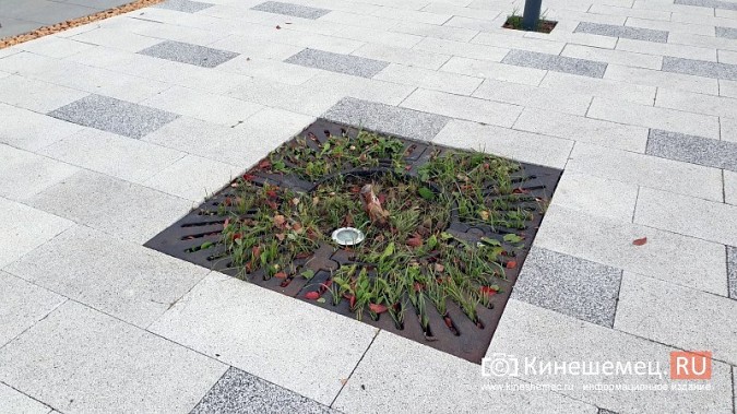 На входе в центральный парк Кинешмы начали погибать декоративные яблони фото 3