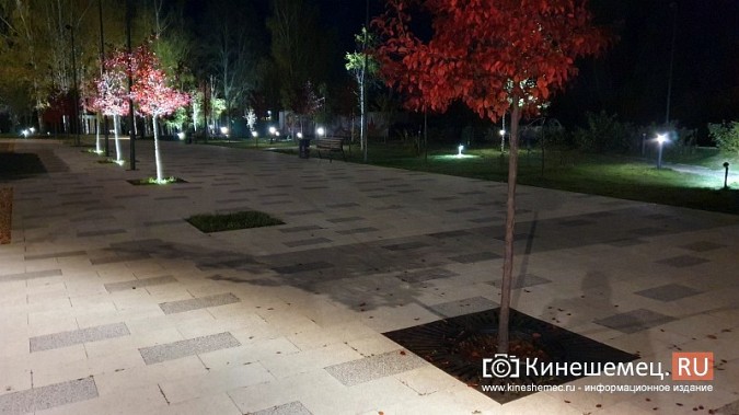 На входе в центральный парк Кинешмы начали погибать декоративные яблони фото 9