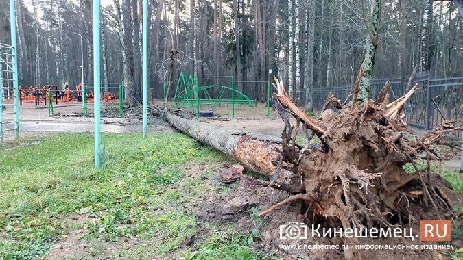 Поваленные деревья и оборванные провода: в Кинешме устраняют последствия шквального ветра фото 8