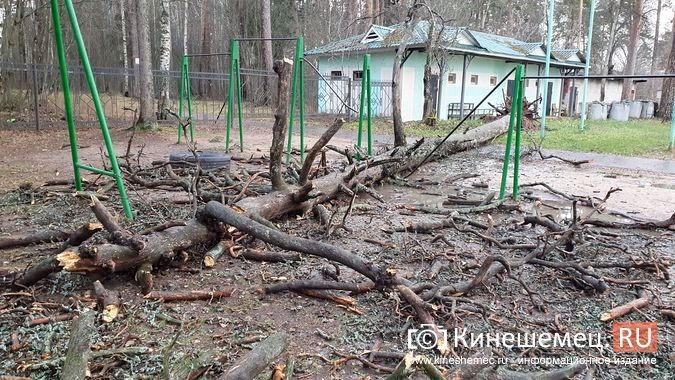 Поваленные деревья и оборванные провода: в Кинешме устраняют последствия шквального ветра фото 7