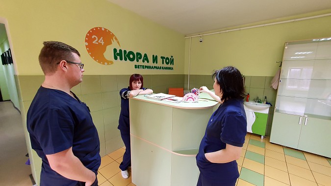 В кинешемской ветеринарной клинике «Нюра и Той» оборудуют хирургическое отделение фото 10