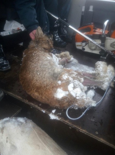 На улице Кинешмы поймали рысь фото 3