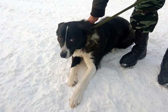 В Кинешемском районе будут информировать о каждой отловленной бездомной собаке фото 2