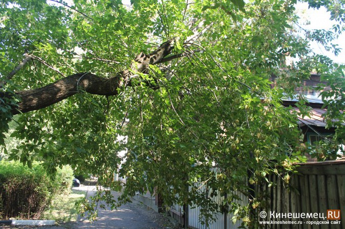 Рухнет ли дерево в Кинешме на головы прохожим? фото 3