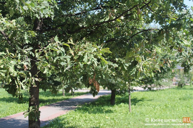 Молодые дубы в сквере 65-летия Победы в Кинешме могут погибнуть фото 11