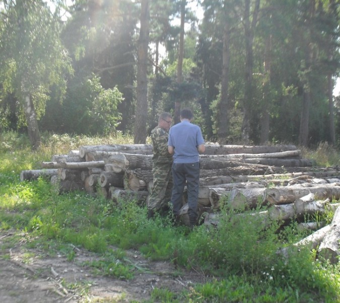 Леса Ивановской области проверяют на наличие вредителей фото 2