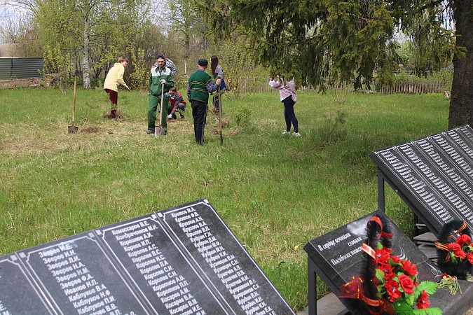У памятника участникам ВОВ в деревне Осташево высадили 30 сосен фото 2