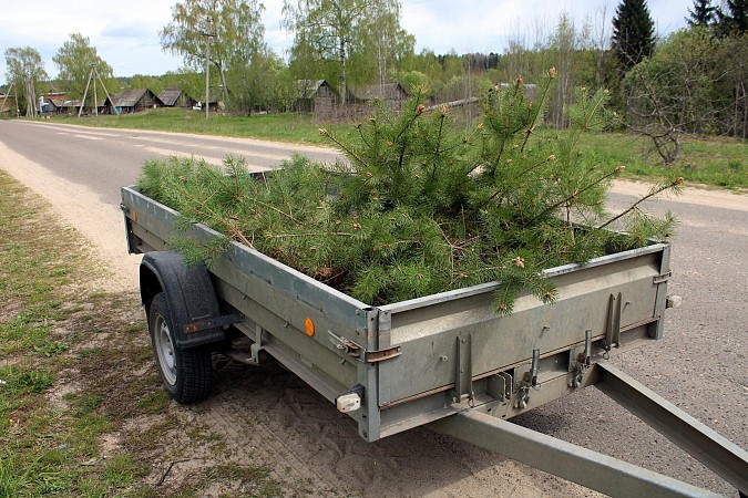 У памятника участникам ВОВ в деревне Осташево высадили 30 сосен фото 3