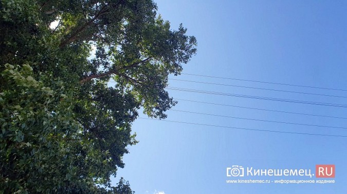 В Кинешме огромные тополя могут рухнуть и разрушить жилой дом фото 5