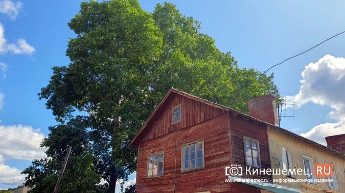 В Кинешме огромные тополя могут рухнуть и разрушить жилой дом фото 4
